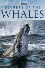 ดูซีรี่ย์ Secrets of the Whales (2021) EP.1-4 (จบ)